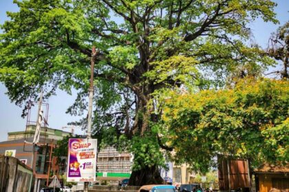 Freetown cotton tree